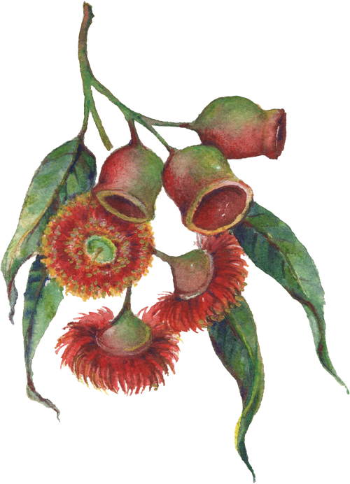 Red and green gum-nuts and flowers